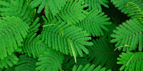 Full frame shot of fern leaves