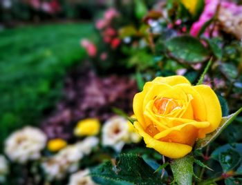 Close-up of rose plant