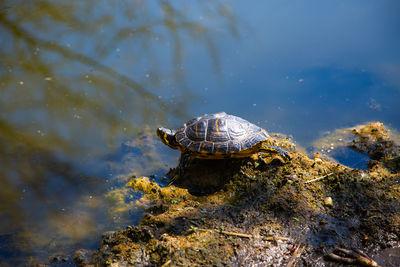 View of turtle on rock by lake