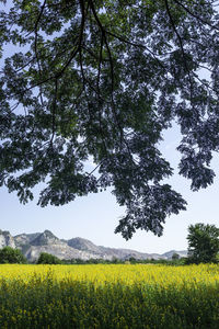 Scenic view of oilseed rape field against sky