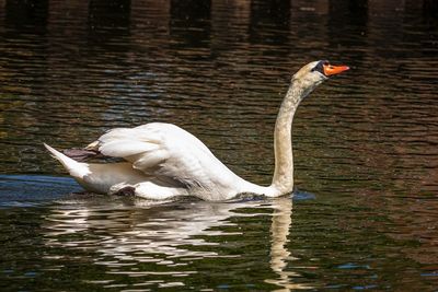 Swan swimming in lake