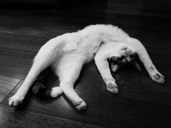 Dog sleeping on couch