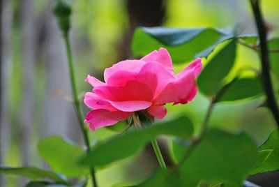 Close-up of pink flower