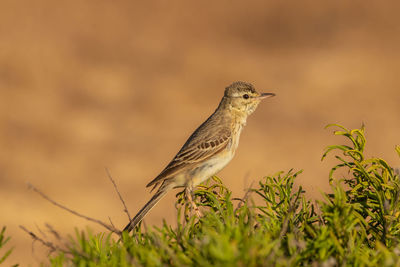 Close-up of bird perching on plant