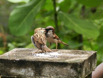 Close-up of bird perching on wood