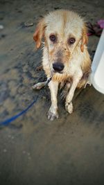 Portrait of dog