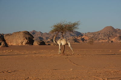 View of desert against clear sky