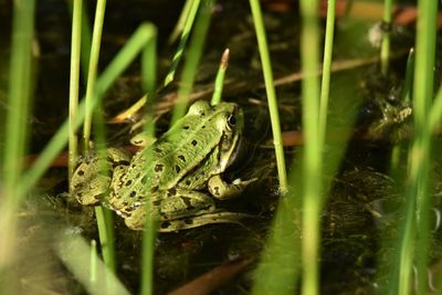 Close-up of frog in pond