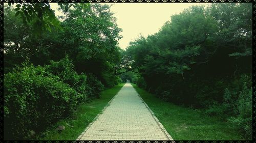 Narrow footpath along trees