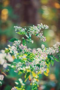 Close-up of flowering plant