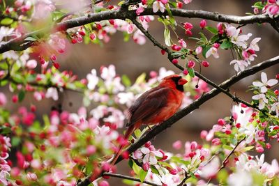 Low angle view of bird perching on tree