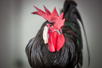 Close-up of rooster looking away