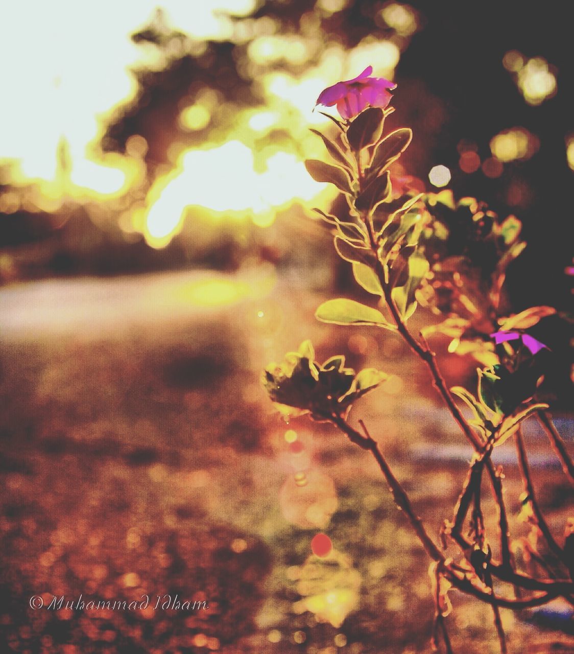 sunset, growth, focus on foreground, plant, beauty in nature, nature, close-up, flower, leaf, sun, stem, tranquility, fragility, selective focus, sunlight, lens flare, orange color, outdoors, freshness, no people