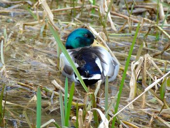 Close-up of duck