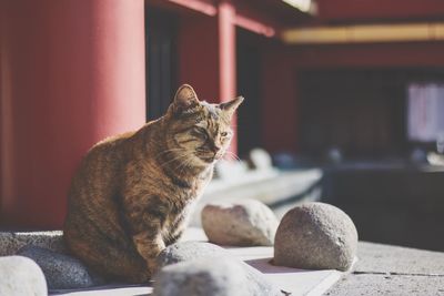 Cat sitting by stones on porch