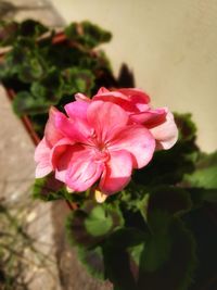 Close-up of pink rose