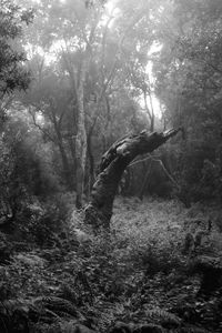 Trees in forest