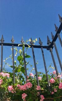 Low angle view of flowers against clear blue sky