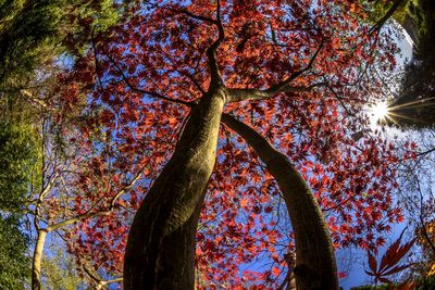 Low angle view of tree in forest during autumn