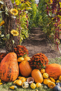 Halloween pumpkin and chrysanthemum flowers, fall decoration. entrance labyrinth at fest