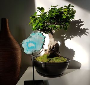 Close-up of potted plant on table at home