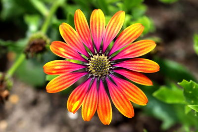 Close-up of orange flower