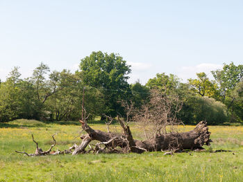 View of horse on field against trees