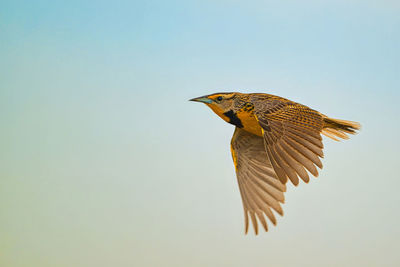 Low angle view of bird flying against clear sky