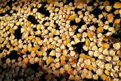 Full frame shot of yellow flowering plant leaves during autumn