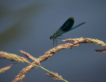 Close-up of plant against blurred background