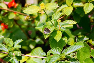 Close-up of insect on leaves
