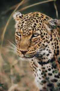 Close-up of leopard 