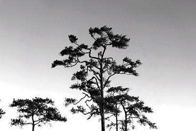 Low angle view of tree against sky