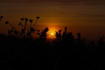 Silhouette plants on field against orange sky