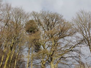 Low angle view of trees against sky