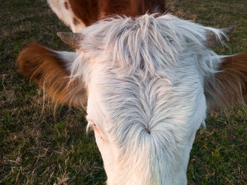 High angle view of cow on field
