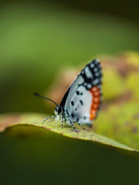 Butterfly on leaf