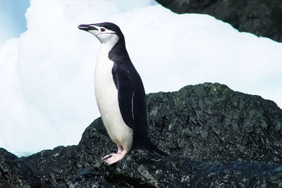 Bird perching on rock