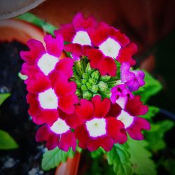 Close-up of red flowering plant