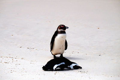 Close-up of penguins on snow