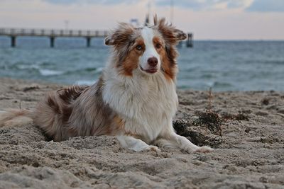 Dog sitting on beach