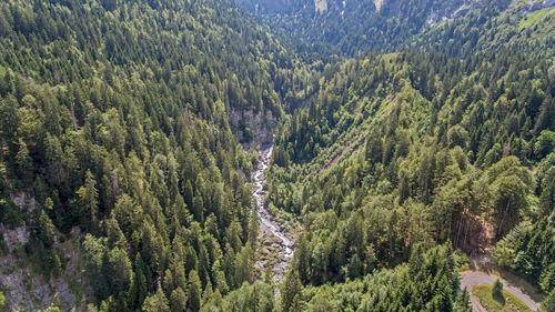 Panoramic view of pine trees in forest