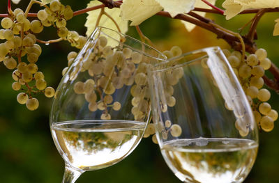 Close-up of drink on plant against trees