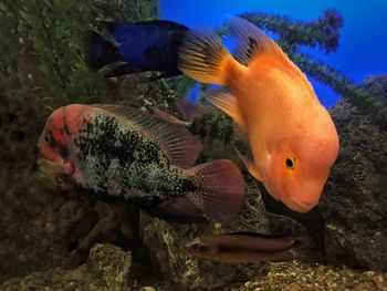 Close-up of fish