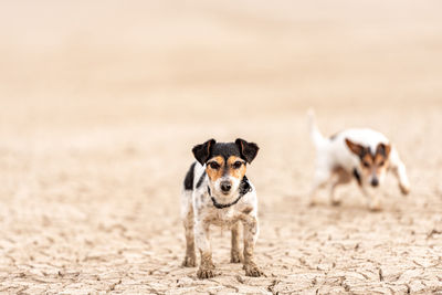 Portrait of dog standing on sand