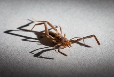 Close-up of spider