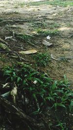 High angle view of a field