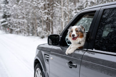 Australian shepherd blue merle. traveling with pets. dog in car. winter road. dog's tongue out