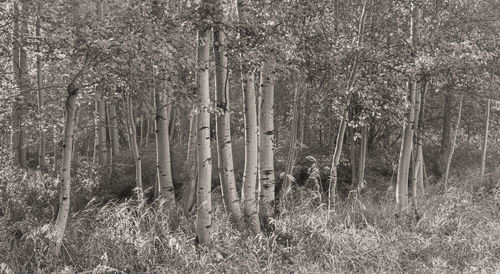 View of trees in forest