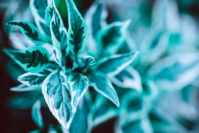 Full frame shot of fresh green leaves